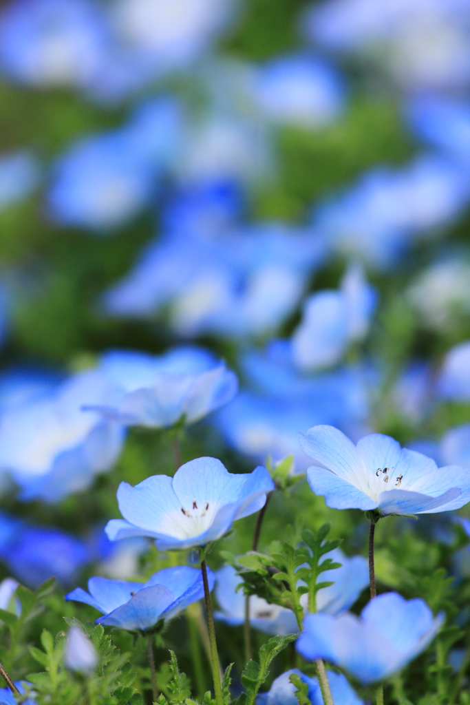 blue