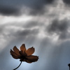 angel's ladder