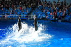 Dolphin dancing