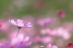 秋桜