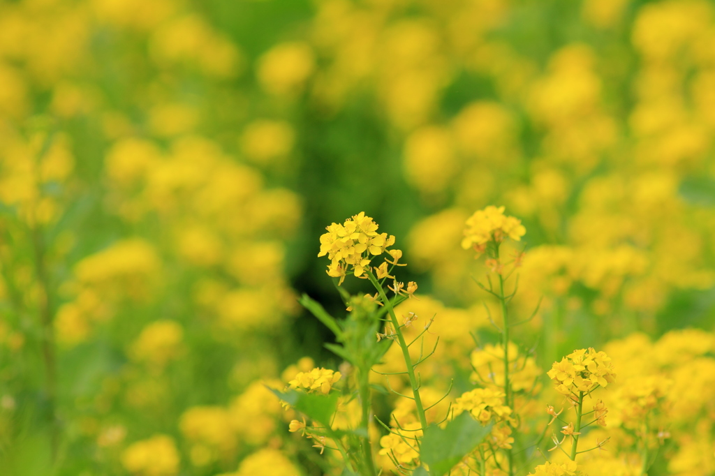 Rape flower