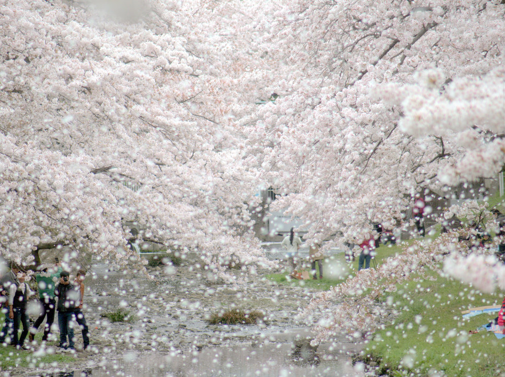 花吹雪
