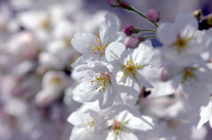 sakura