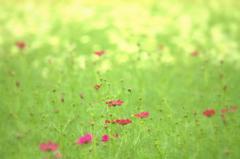 cosmos