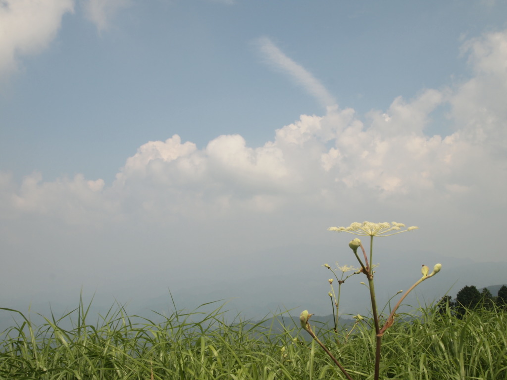 空と花と