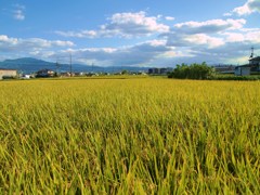 黄金色の中で