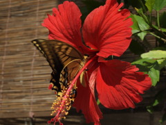 花のあか、蝶のき