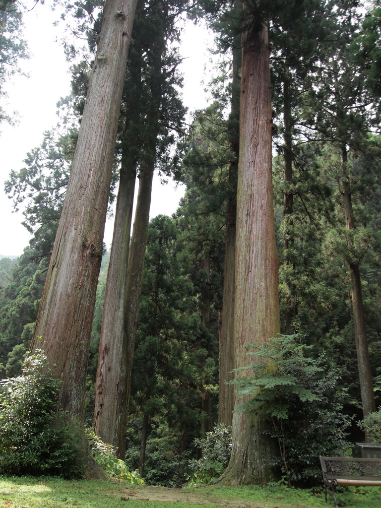 凛
