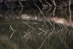 カイツブリの池