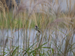 大井沢のすずめ