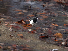 セグロセキレイ