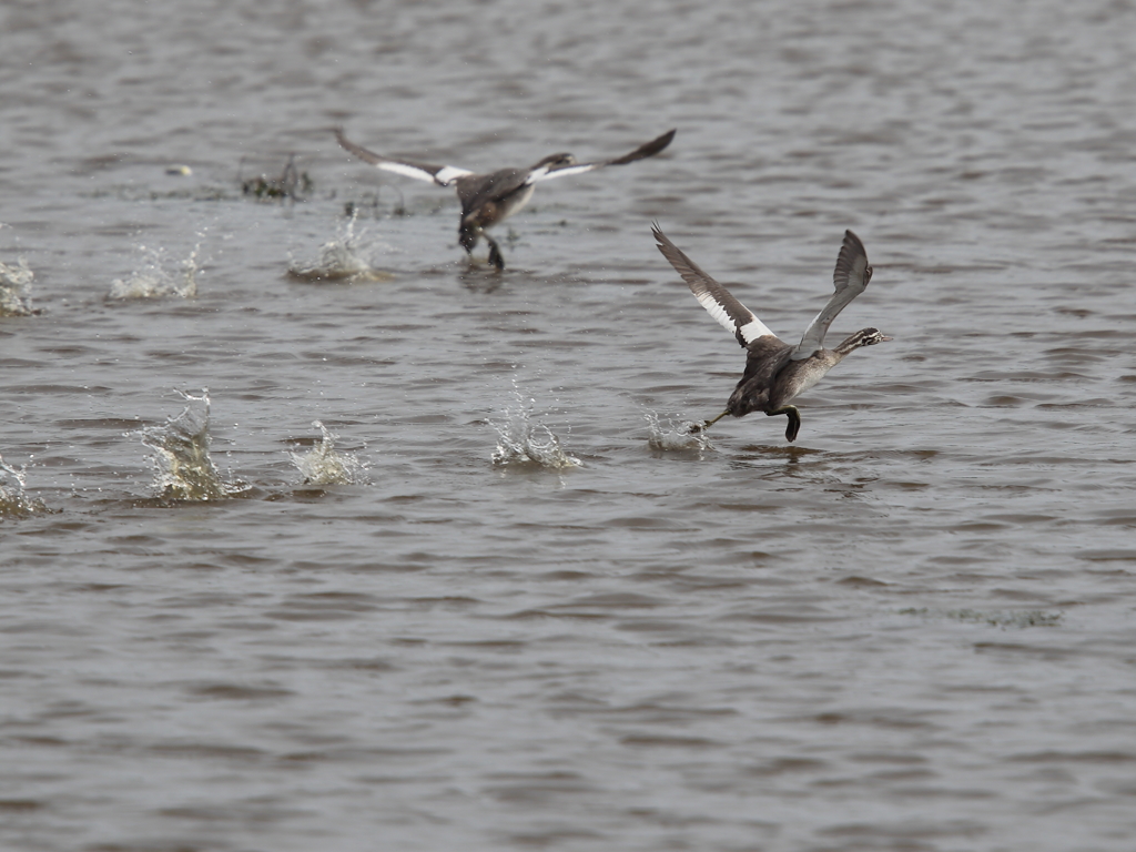 この鳥は？？？