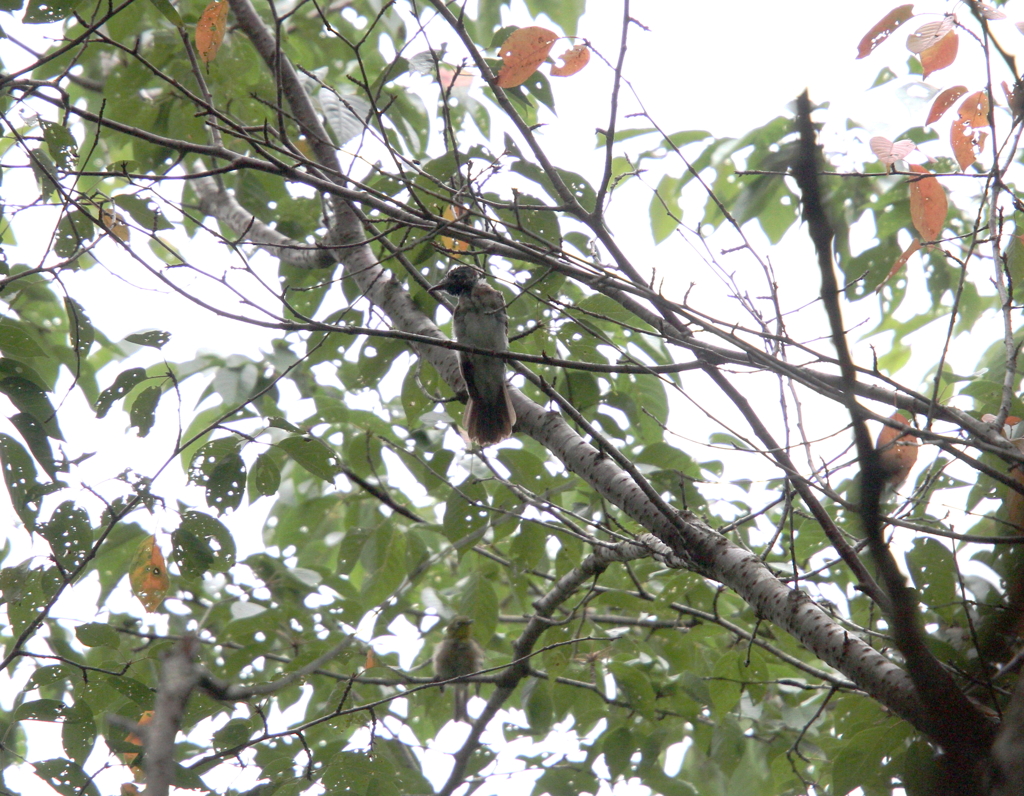 早く大きくなれ