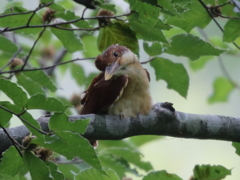 アカショウビン