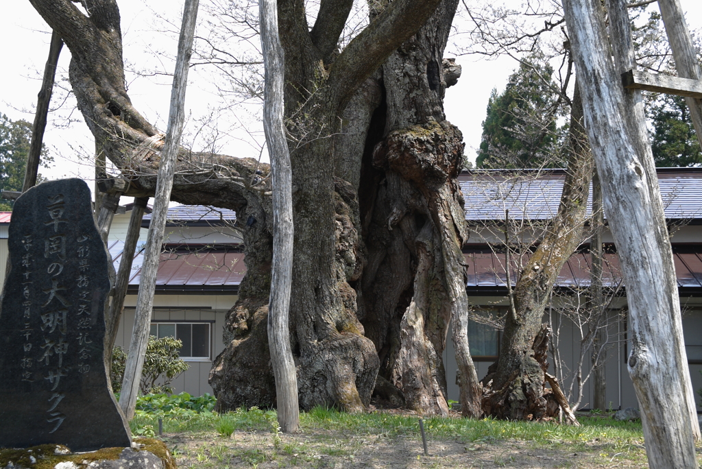 桜