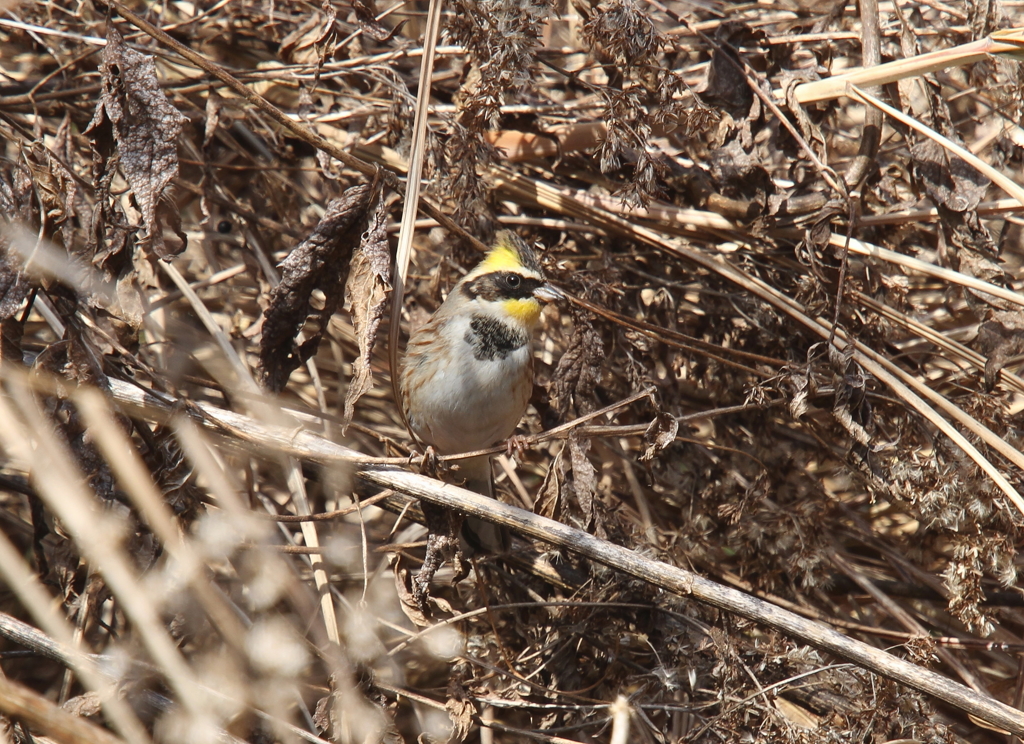 ミヤマホオジロ
