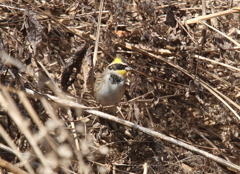 ミヤマホオジロ