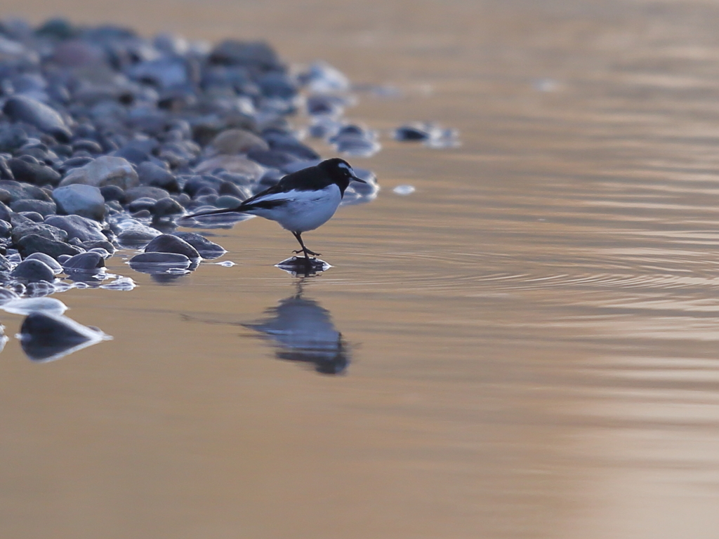 セグロセキレイ
