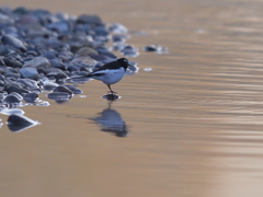 セグロセキレイ