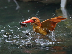 アカショウビン