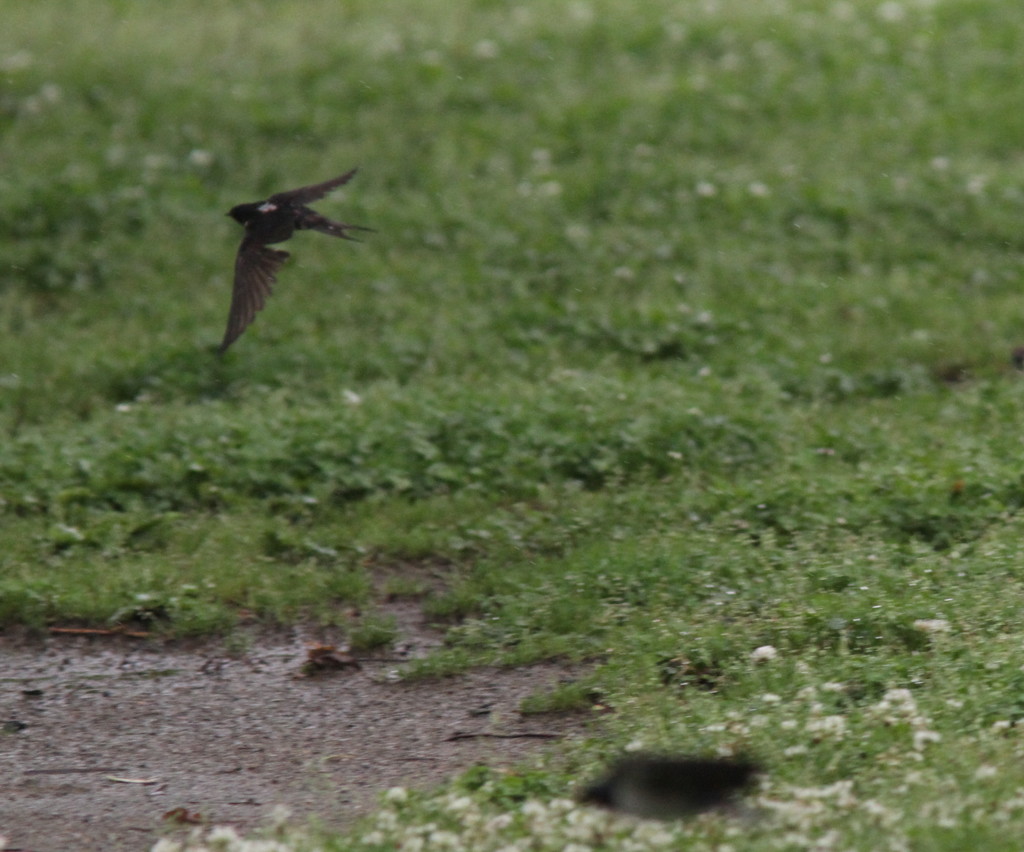 ツバメ（傷んだ翼）②