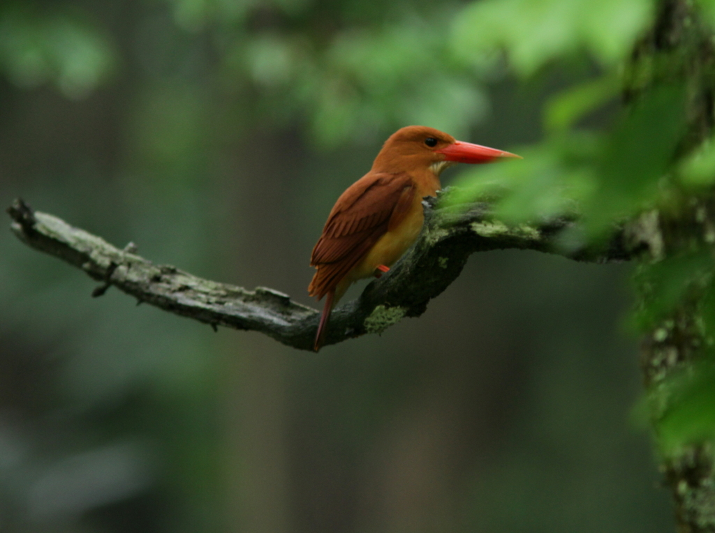 アカショウビン