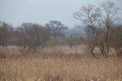 蕪栗沼