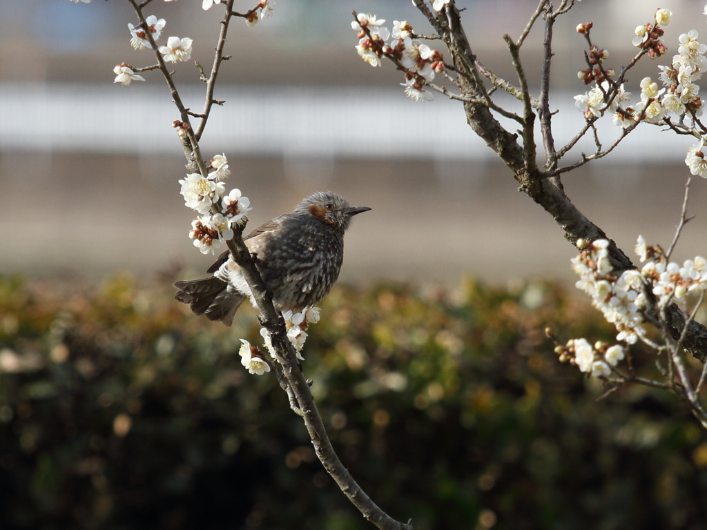 白梅と野鳥