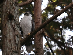 森のオオタカ