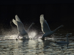 大沼の野鳥