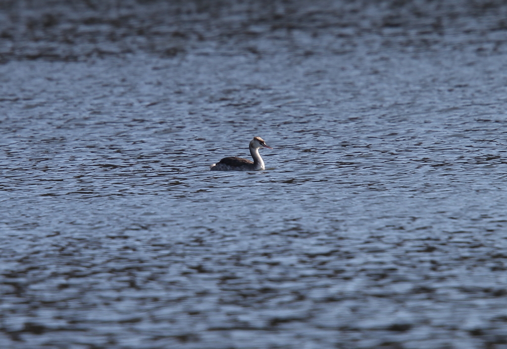 カンムリカイツブリ