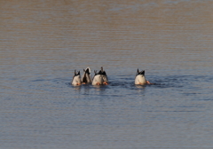 マガモのシンクロ