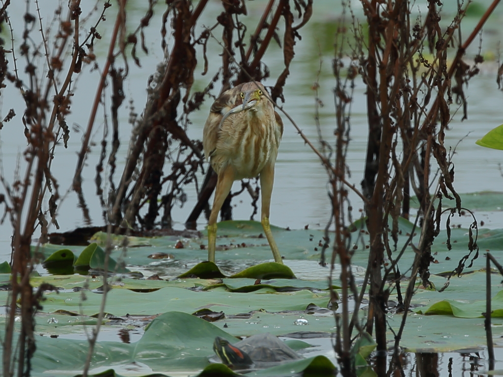 大沼の野鳥