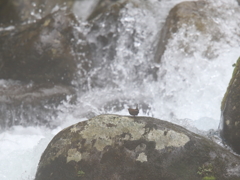 渓流の野鳥