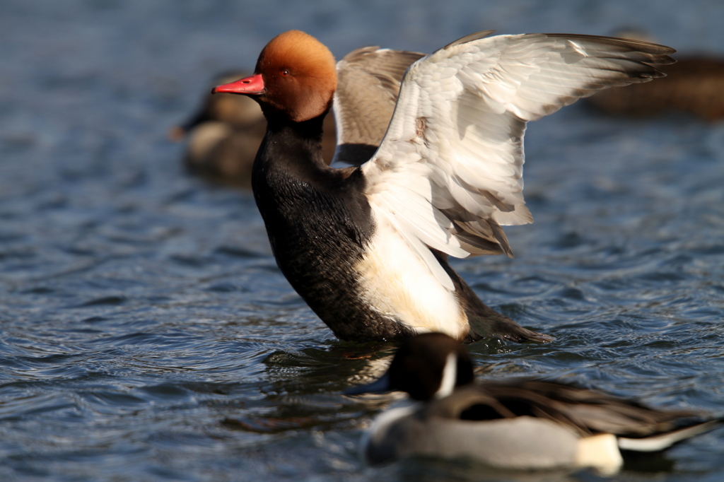 アカハシハジロ