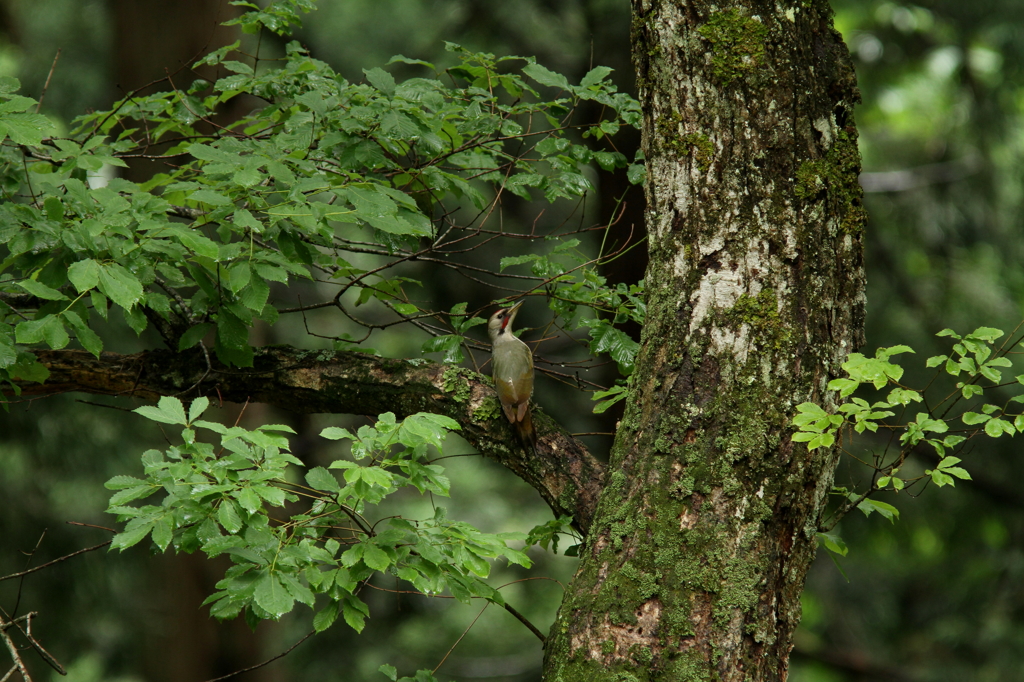 山奥のアオゲラ