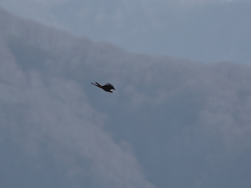 イヌワシ波状飛行　２８