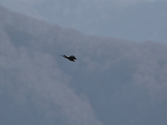 イヌワシ波状飛行　２８