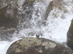 月山ミソサザイ