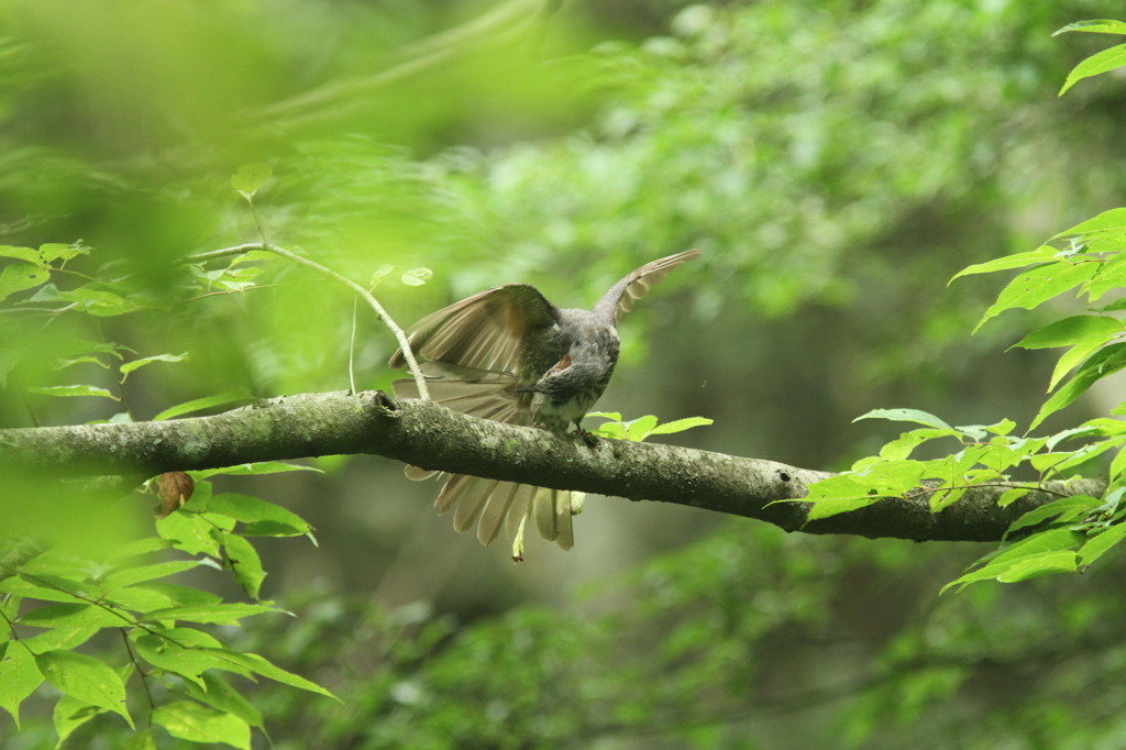 なんだヒヨちゃんか・・③