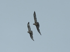 ノスリとハチクマ