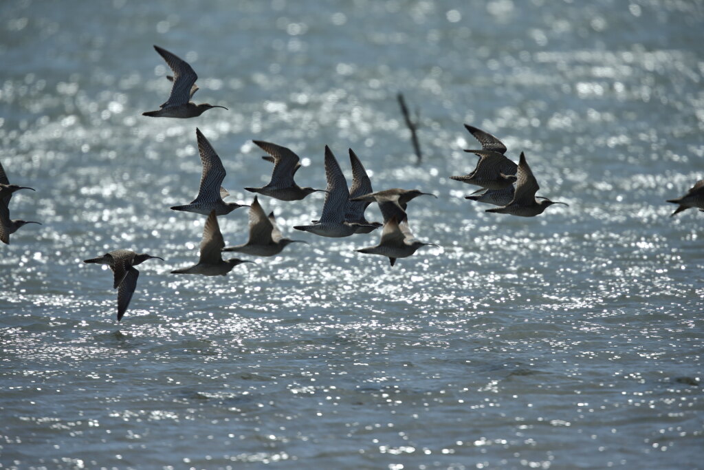 チュウシャクシギ
