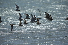 チュウシャクシギ