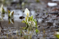 湿原の春