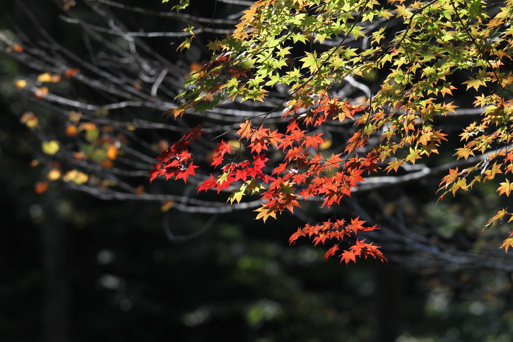 紅葉