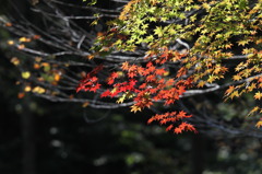 紅葉
