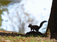 アイドルを探せ・・