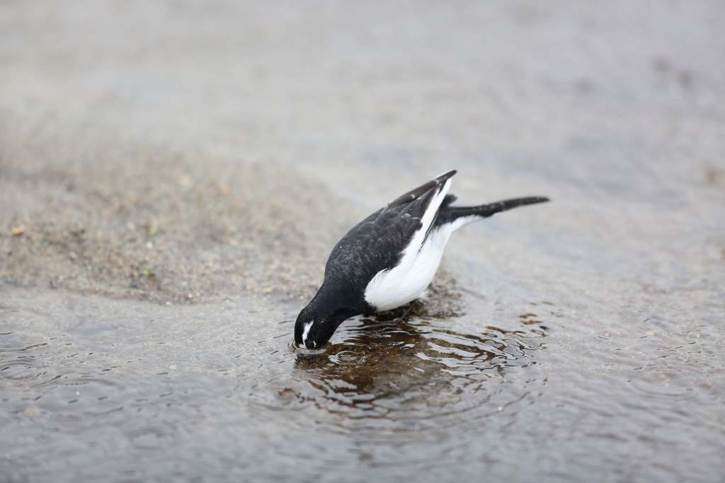 セグロセキレイ
