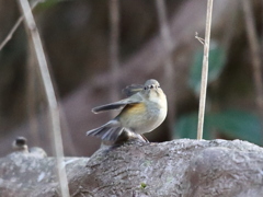 ルリビタキ♀