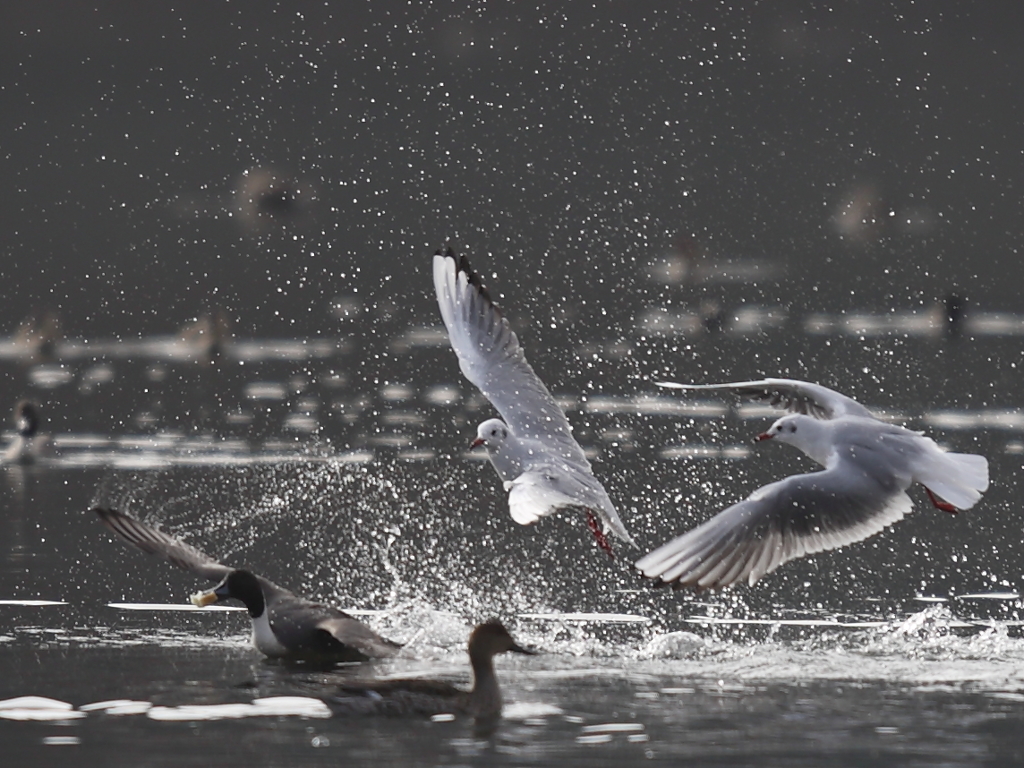 パンは渡さない！